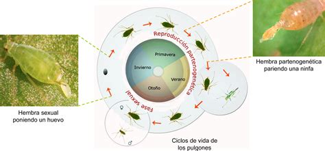 Aphid Life Cycles