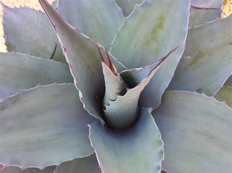 Whale's Tongue Agave | Southwest Nursery | Wholesale Landscaping Supplies | Dallas | Fort Worth