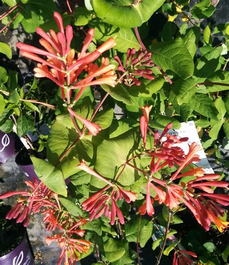 Honeysuckle Dropmore Scarlet Trumpet Falk Nurseries