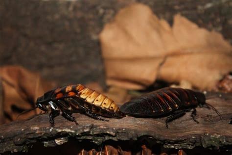 What Do Wood Roaches Do? | BeatPests