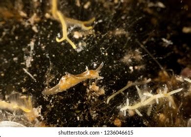 Sea Slug Sea Hare Aplysia Punctata Stock Photo 1236046615 | Shutterstock