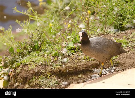 Eurasian Coot Fulica Atra Stock Photo Alamy