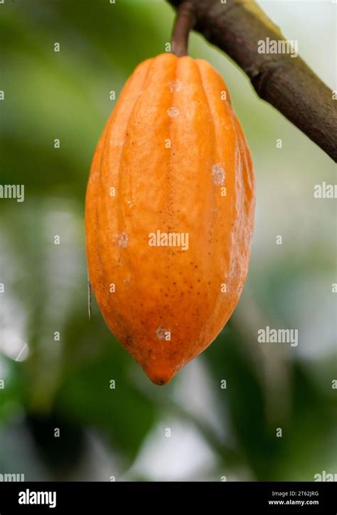 Cocoa Bean Close Up Fruit Of The Cocoa Plant Stock Photo Alamy
