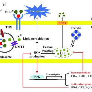 Pdf Nrf Is A Potential Modulator For Orchestrating Iron Homeostasis