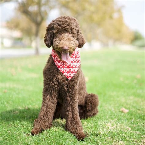 Happy Friday Poodle Dogsofinstagram Pup Teddy Bear Instagram Posts