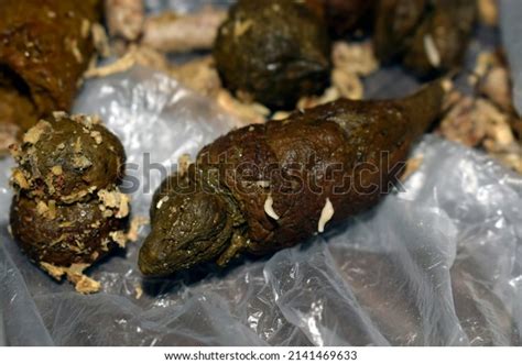 Worms Cat Feces Disease Cats Faeces Stock Photo 2141469633 | Shutterstock