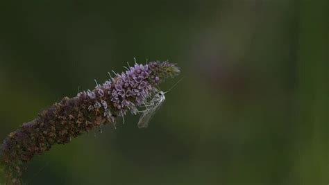 "Ermine Moth" Images – Browse 1,142 Stock Photos, Vectors, and Video | Adobe Stock