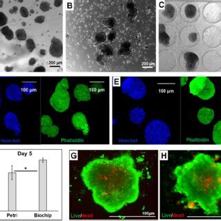 Islet Morphology And Viability A C Morphology Of The Islets After