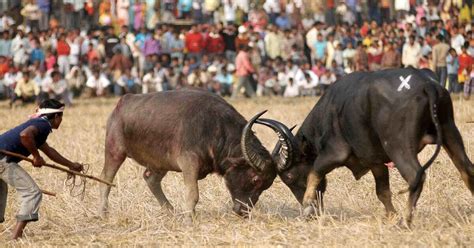 Assam S Traditional Games And Sports Ki Hikila Knowledge In Assamese