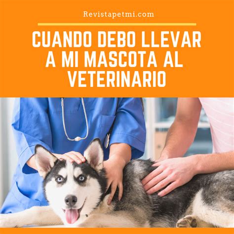 Cuándo Debo Llevar A Mi Mascota Exótica Al Veterinario Salud Vital