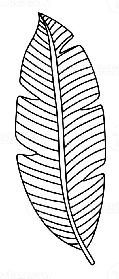 Modern Line Art Tropical Leaves 18802714 PNG