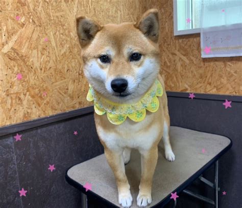 【本日のお客様】リリーちゃん【柴犬】 ⭐秋田県湯沢市 トリミングサロン かわつら⭐