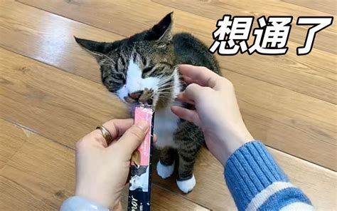 养了7年都不亲人的流浪猫终于开窍了，铲屎官感动泪崩 李喜猫 李喜猫 哔哩哔哩视频