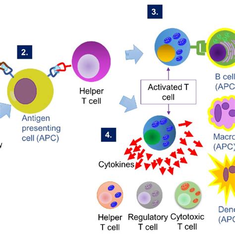 Humoral And Cell Mediated Immune Response To Antigen Stimulation