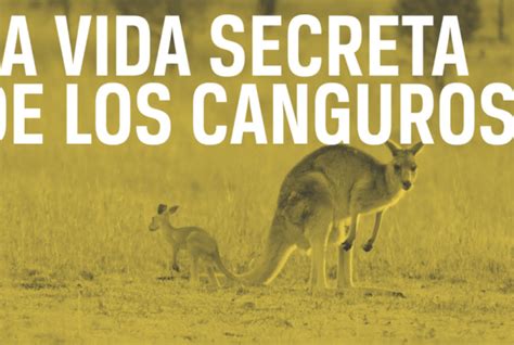 Vida Adulta La Vida Secreta De Los Canguros T Ep Sincroguia Tv