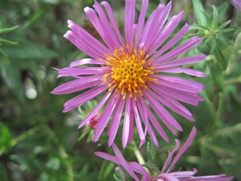 Symphyotrichum novae-angliae | Mellow Marsh Farm