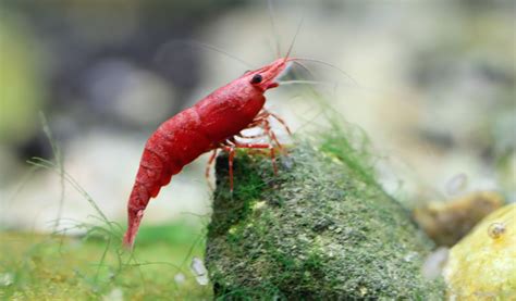 Combien De Poissons Mettre Dans Un Aquarium Jardiland