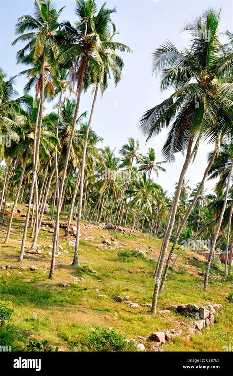 Coconut Trees Stock Photo Alamy