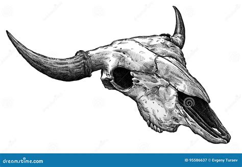 Engrave Isolated Cow Skull Hand Drawn Graphic Illustration Stock