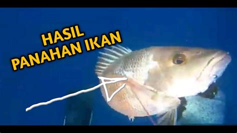 MENANGKAP IKAN LAUT DENGAN PANAH SNORKELING YouTube