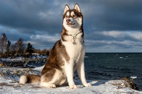 Husky Aspetto Carattere E Allevamento Del Cane Delle Nevi