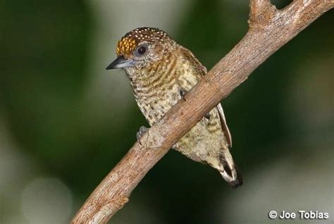 Bar Breasted Piculet Alchetron The Free Social Encyclopedia