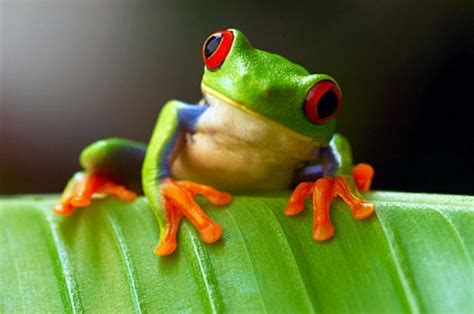 Agalychnis Callidryas