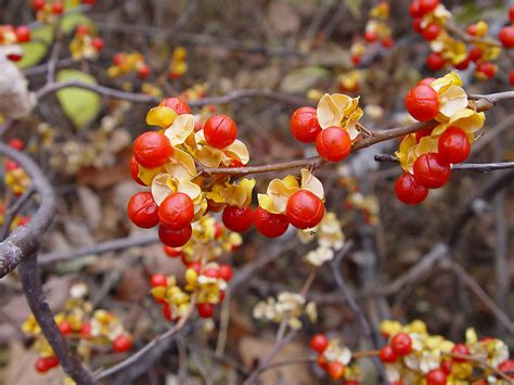 Progressive Charlestown: Non-Native Plants Widespread