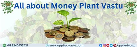 Vastu For Money Plant And Its Placement And Tips By Appliedvastu