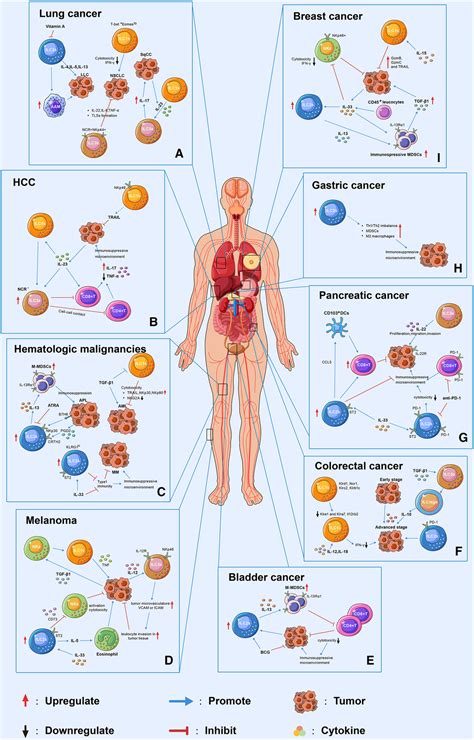 Innate Lymphoid Cells And Cancer Role In Tumor Progression And Inhibition Yuan 2021