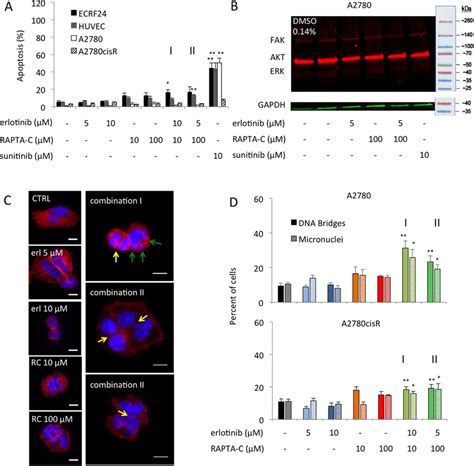 Apoptosis Induction In Human Endothelial And Ovarian Carcinoma Cells