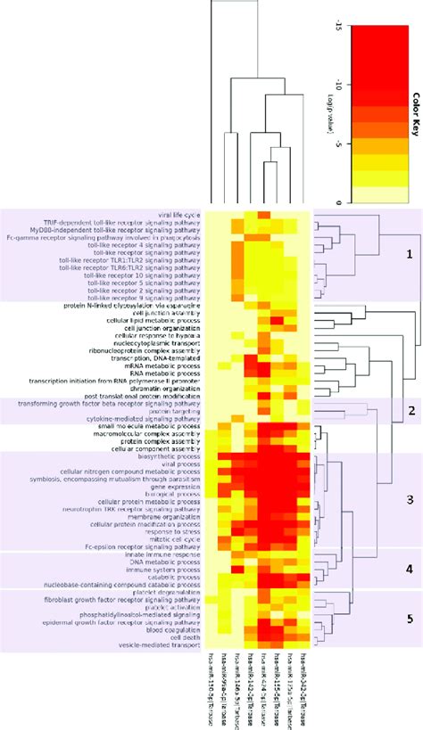 Gene Ontology Two Way Hierarchical Clustering Of The Significant Gene Download Scientific