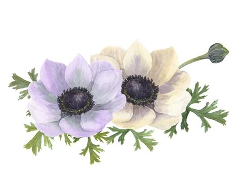 Watercolor Anemone Flower With Leaves Hand Drawn Floral Illustration