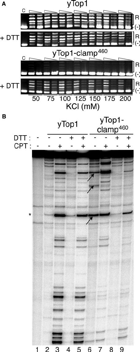 The N Terminal And Linker Domains Modulate Locking Of The YTop1 Clamp