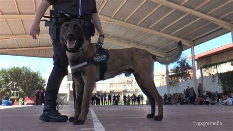 Tvex Exhibici N De Unidades Caninas De La Polic A Local En El