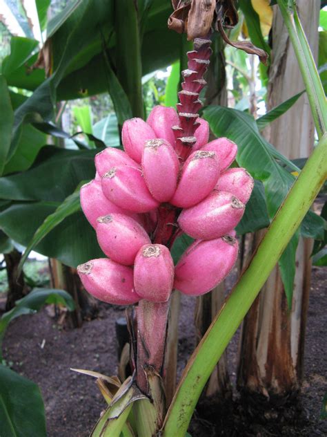 Musa Velutina Or Pink Banana Is A Dwarf Banana Of About 120 M