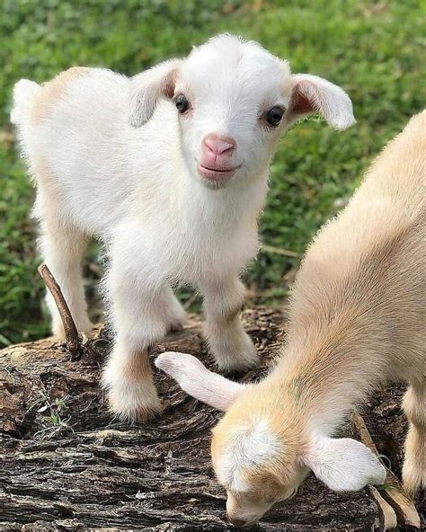 Beautiful goat kids | Cute baby animals, Baby farm animals, Baby ...