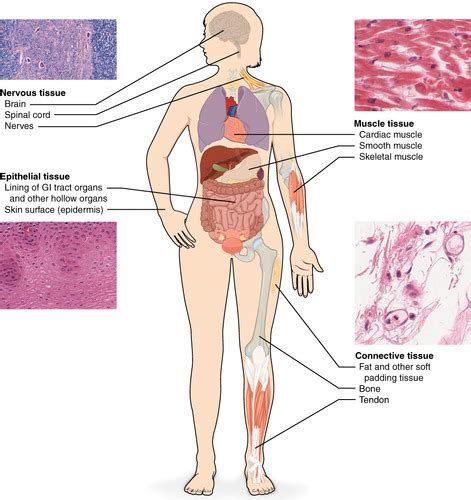 Chapter Histology The Tissue Level Of Organization Flashcards Quizlet