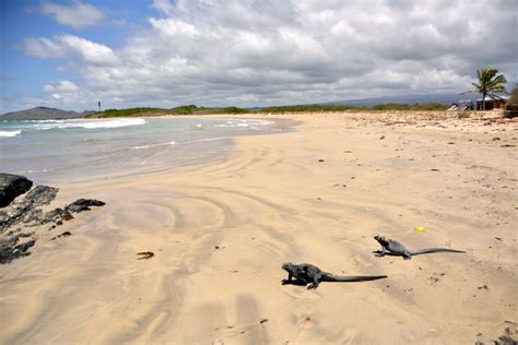 Best snorkeling spots in Isabela Island in Galapagos. - Freestyletraveling