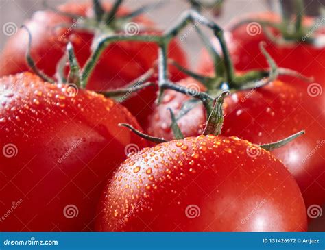 Macro Photo Of Ripe Red Tomatoes On A Branch With Drops Of Water