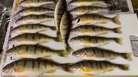 Perch Fishing Lake Michigan Friday December 20 2019 Youtube