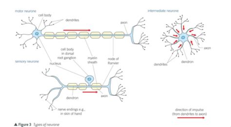 Biology Chapter Nervous Coordination And Muscles Flashcards Quizlet