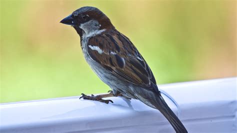 How To Keep Birds Off Porch Top Effective Techniques