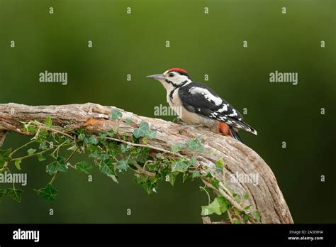 The Great Spotted Woodpecker Is A Medium Sized Woodpecker With Pied