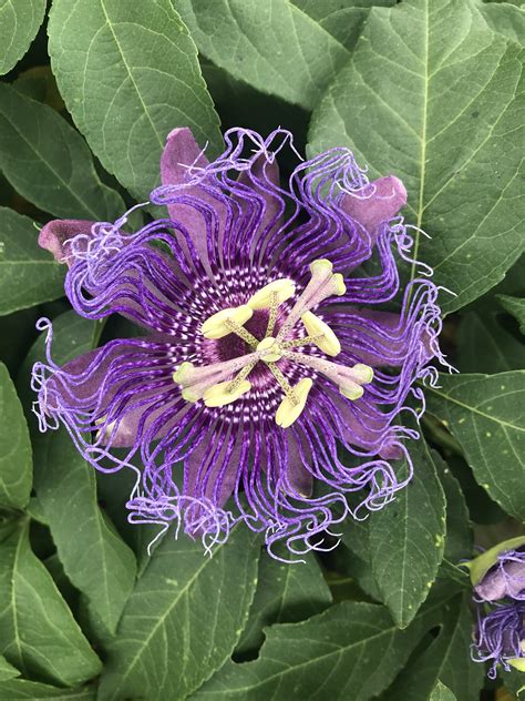 Passion Fruit Passiflora Edulis — Inside Out