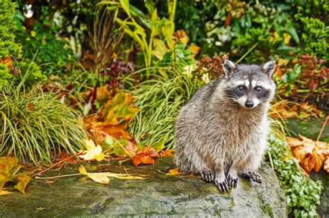 Raccoon In Stanley Park Vancouver Bc Animals Images Animals Autumn