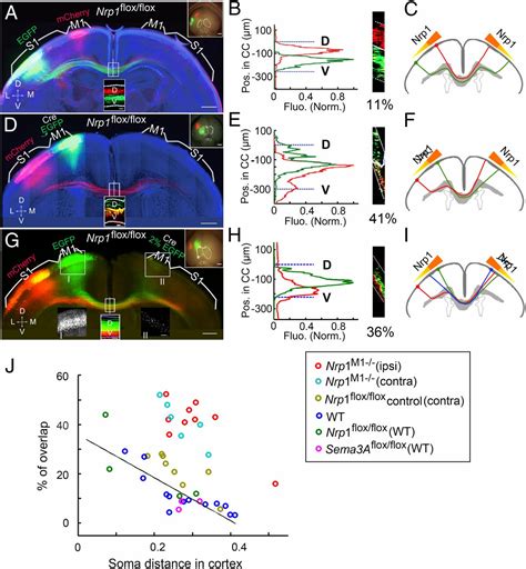 Axon Position Within The Corpus Callosum Determines Contralateral