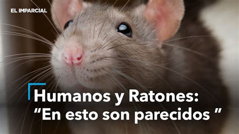 El Experimento Que Demostr El Parecido Entre Humanos Y Ratones Youtube