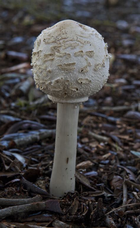 White Mushroom Clippix Etc Educational Photos For Students And Teachers