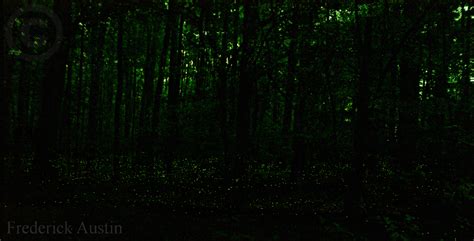 Fireflies - Congaree National Park (U.S. National Park Service)